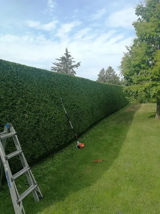 une échelle est assise à côté d' une haie dans un jardin .