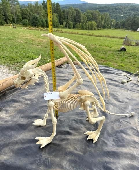 Dragon skeleton with wings, standing on black tarp outdoors, yellow measuring tape next to it. Halloween Decoration.