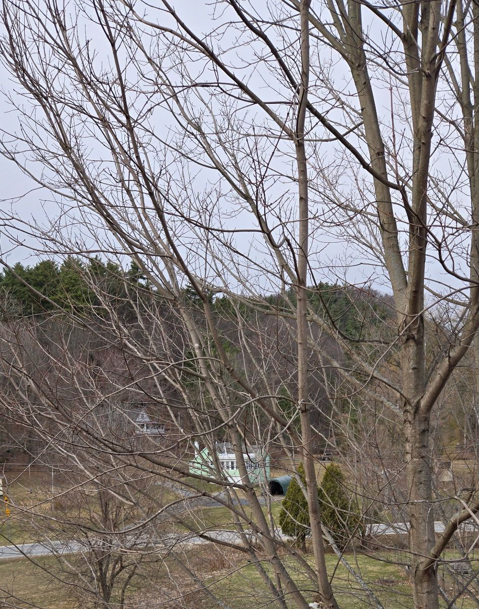 Bare branches of a tree in the foreground with a wooded hillside and a small building visible in the background.