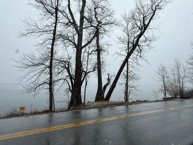 Bare trees on a shoreline next to a wet road under a gray sky.
