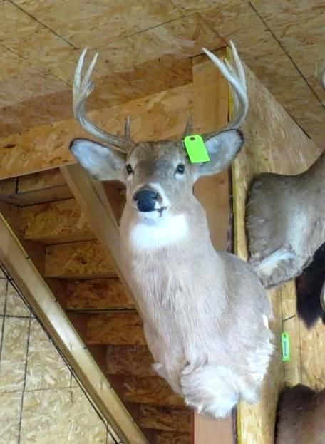 Deer head taxidermy mount with large antlers, on a wood wall.