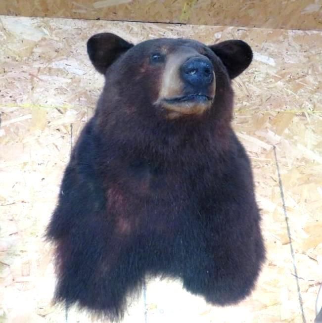 Taxidermied black bear head mounted on a wood-paneled wall, looking slightly upward.