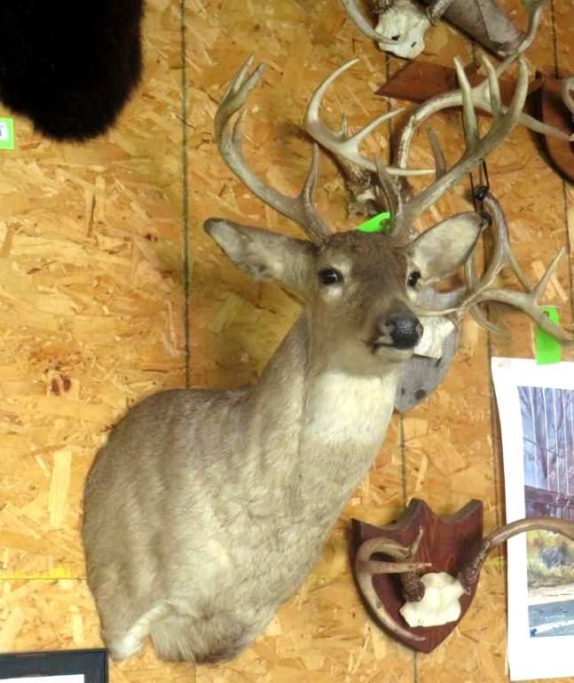 Taxidermied deer head with antlers mounted on a wooden wall, other mounted animal parts visible.