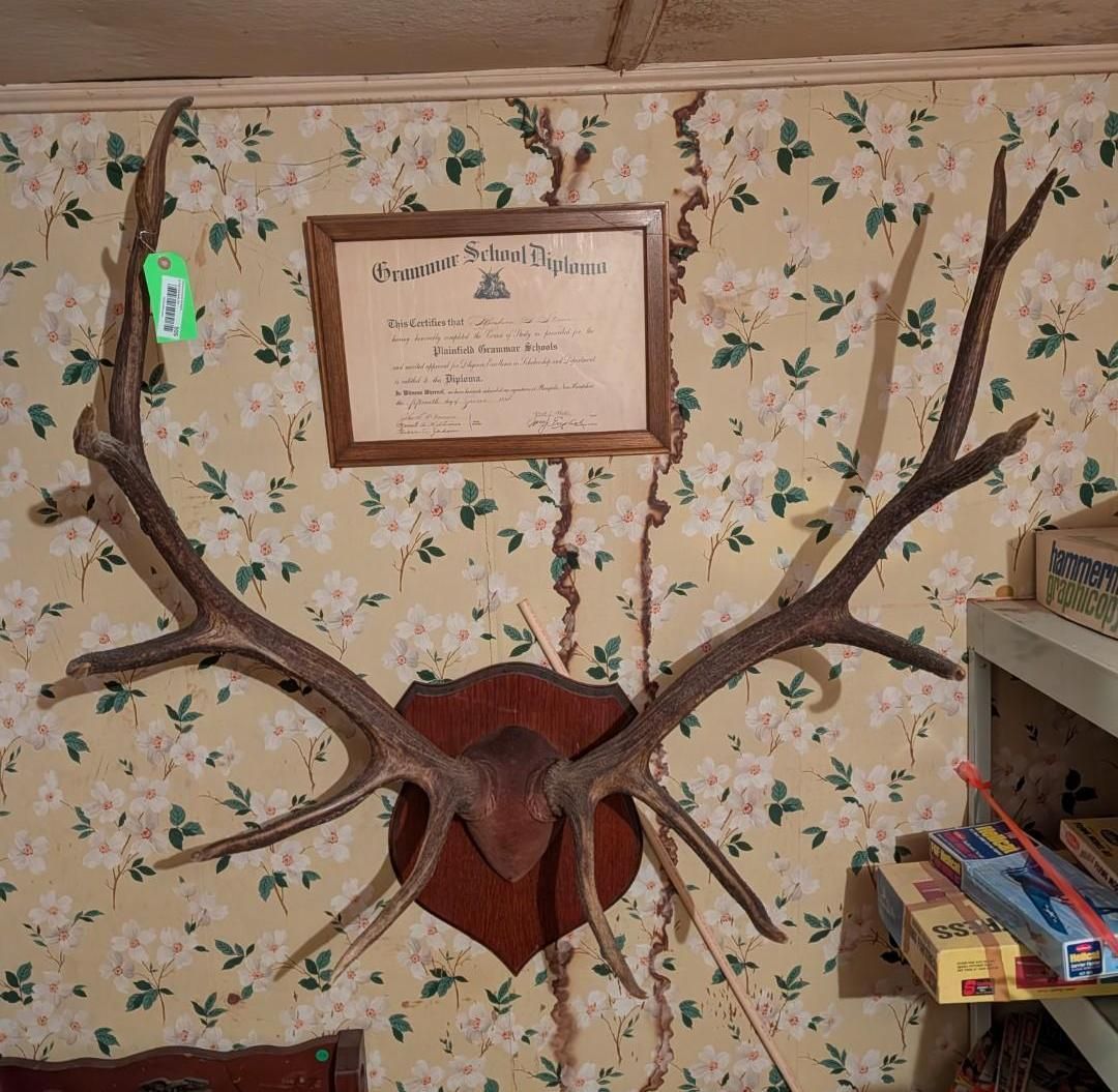 Large deer antlers mounted on a wooden plaque above a framed document, displayed on wall covered in floral wallpaper.
