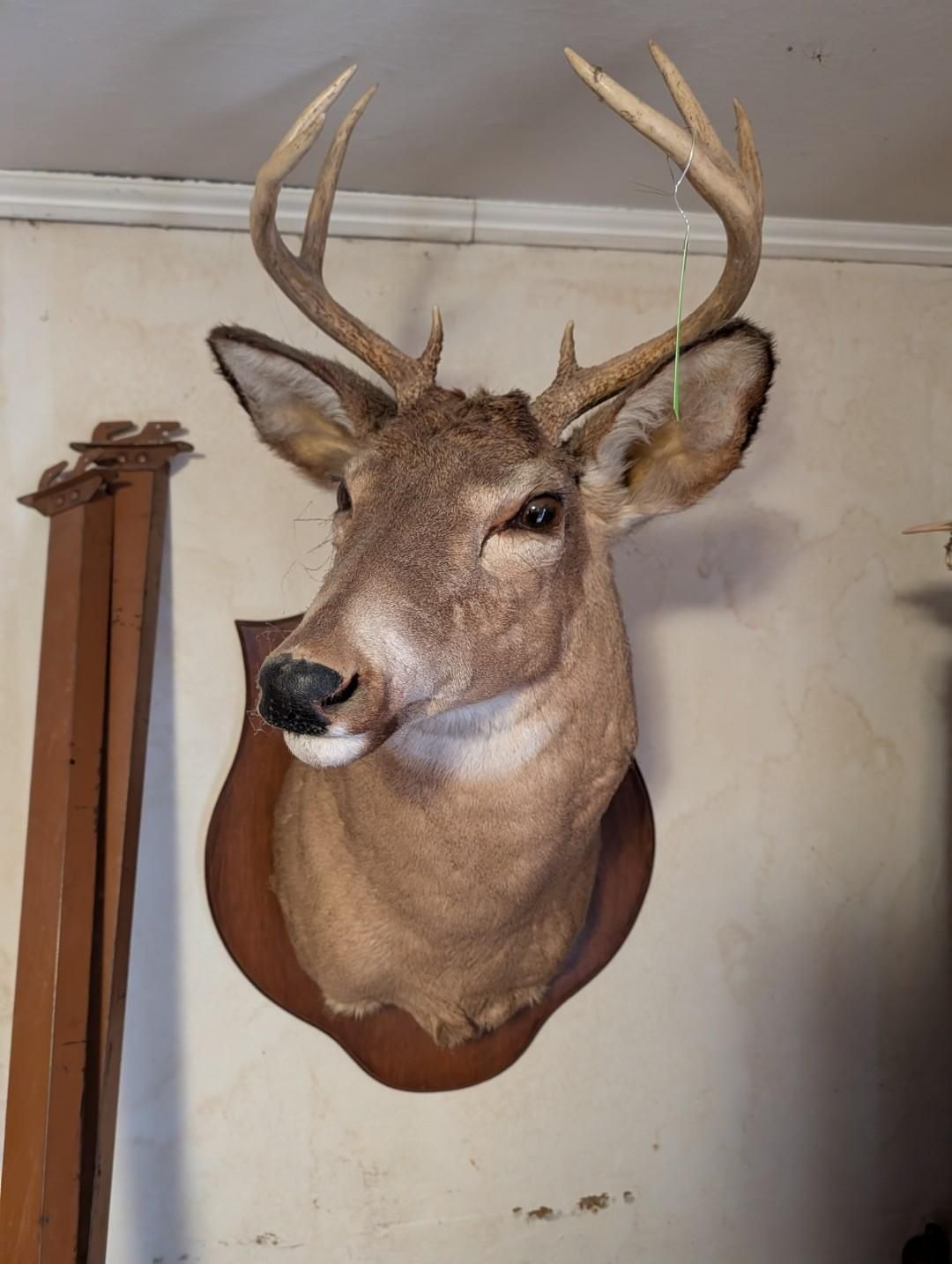 A mounted deer head with antlers on a wooden plaque, displayed against an indoor wall.