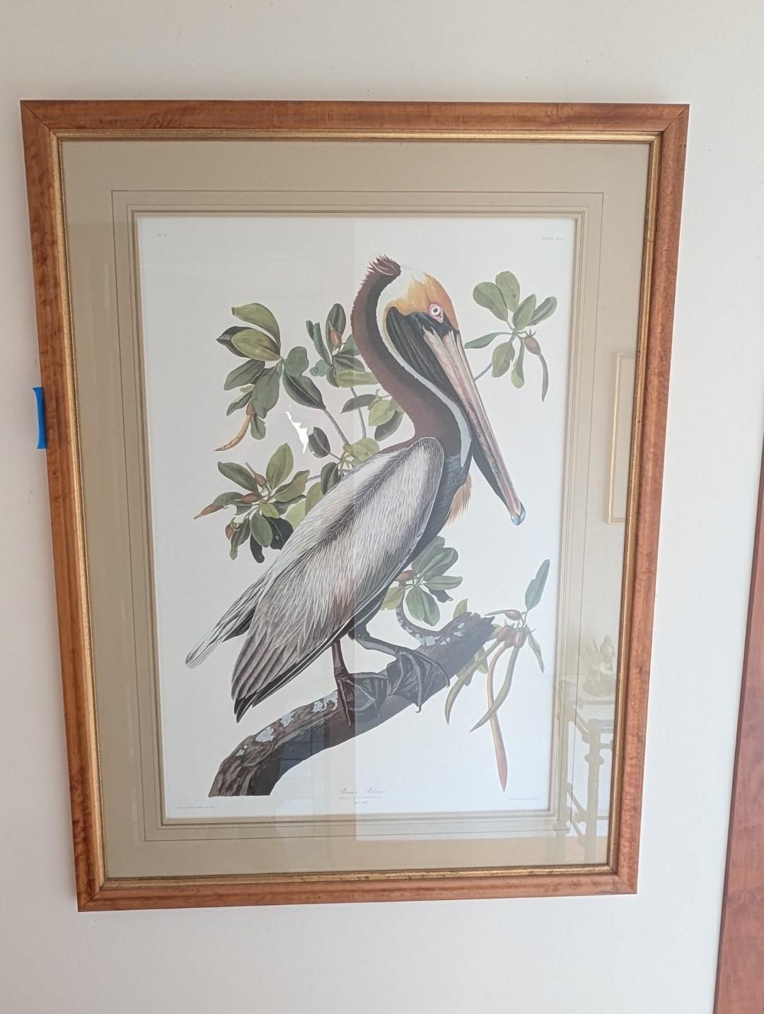 A framed print of a brown pelican perched on a branch, set against a backdrop of green leaves on a white background.