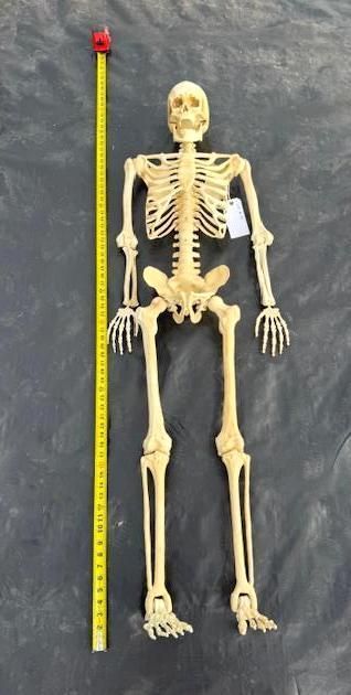 A full-size plastic skeleton next to a yellow measuring tape, laid flat on a gray surface. Halloween Decoration.