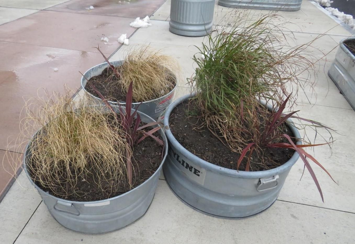 Three galvanized metal tubs filled with soil and plants.