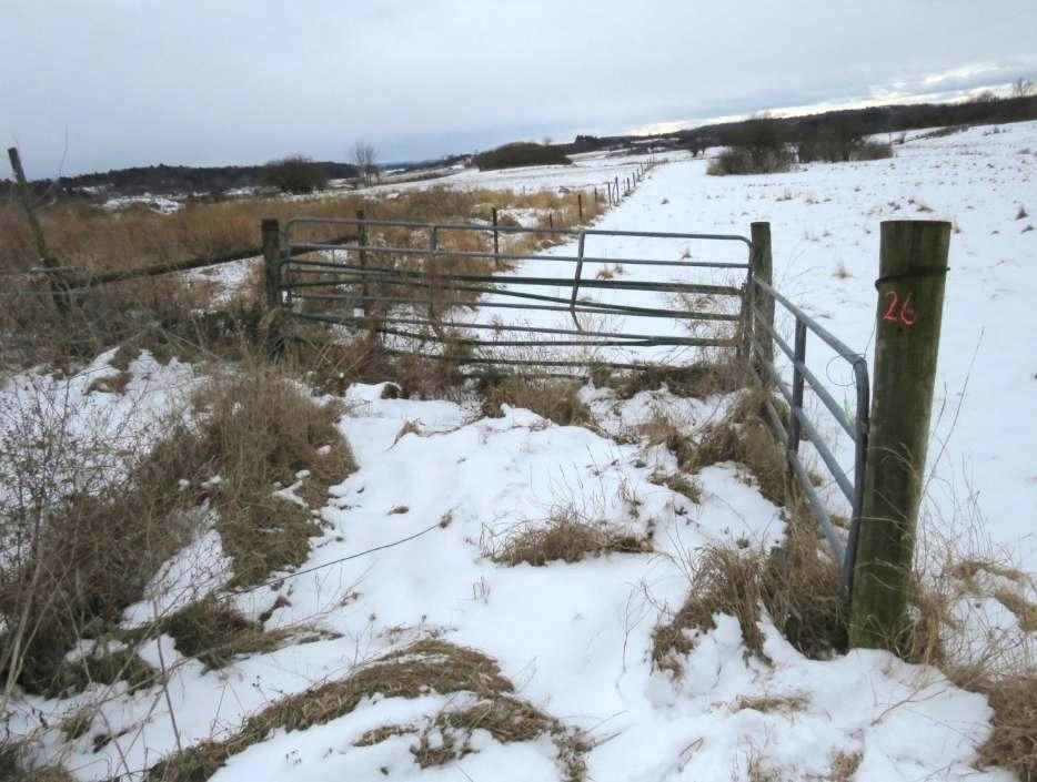 Snowy field with metal gates and a wooden post.