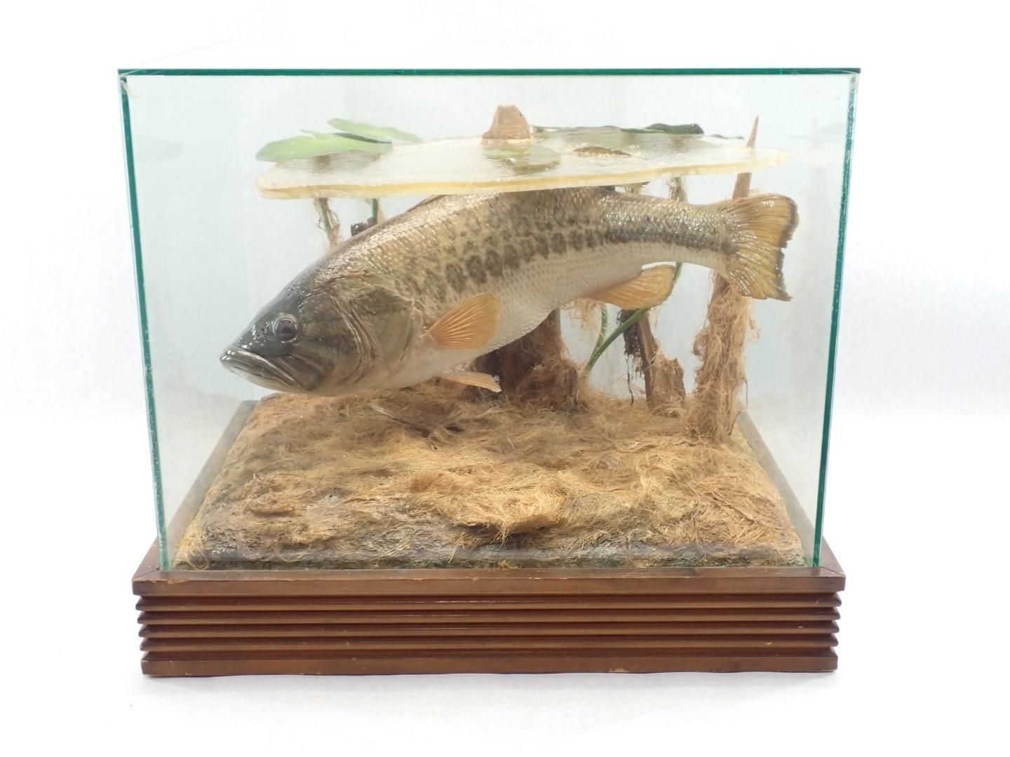 Large fish in a glass aquarium with sandy bottom and small plants, viewed from the side