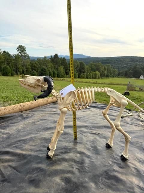 A plastic ram skeleton stands on black plastic with a measuring tape, outdoors in a field. Halloween Decoration.