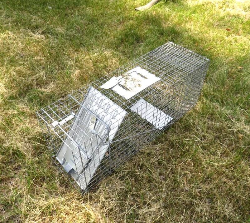 A wire cage animal trap sits in grass, angled on its side, door open.