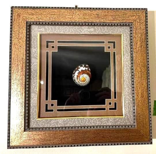 Framed seashell artwork: brown and white shell in a square shadow box with a gold and silver border.