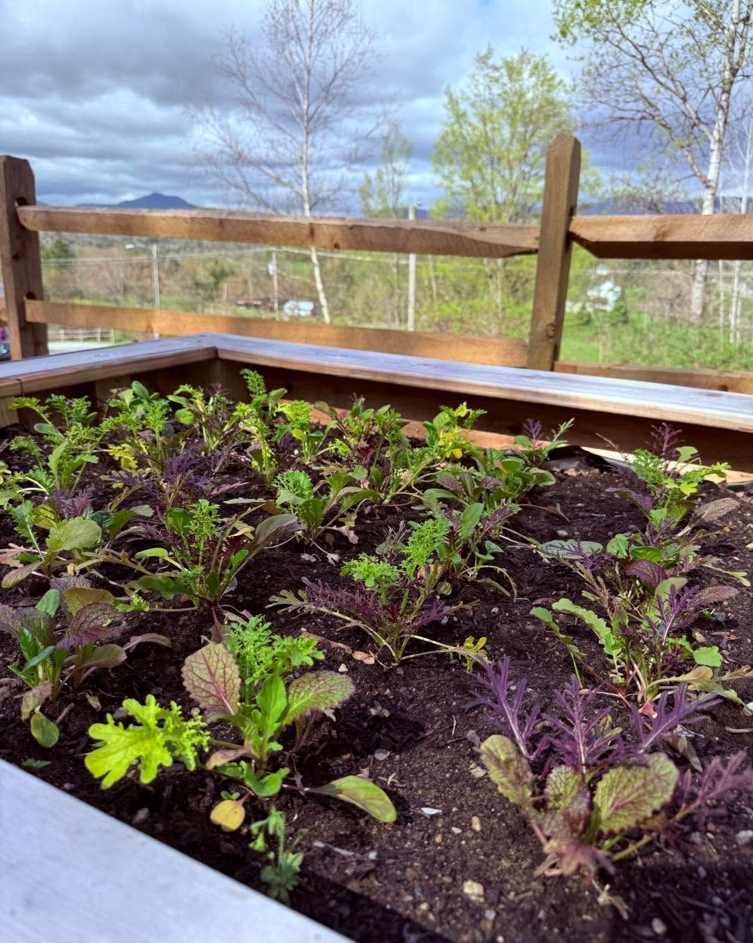 Raised garden bed with young leafy plants and dark soil, bordered by wood fence under a cloudy sky