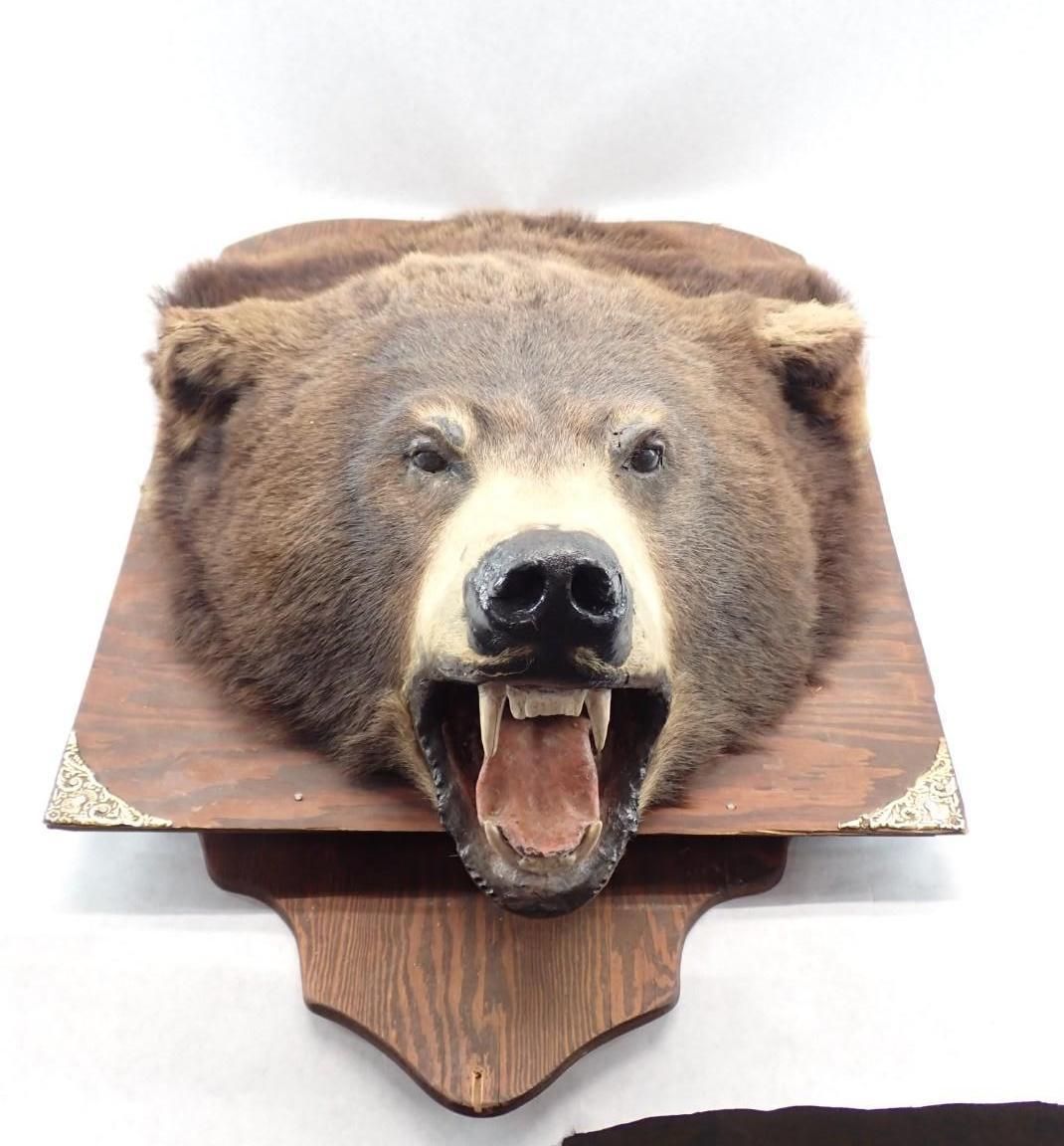 Taxidermy bear head mounted on a wooden plaque, mouth open with teeth visible