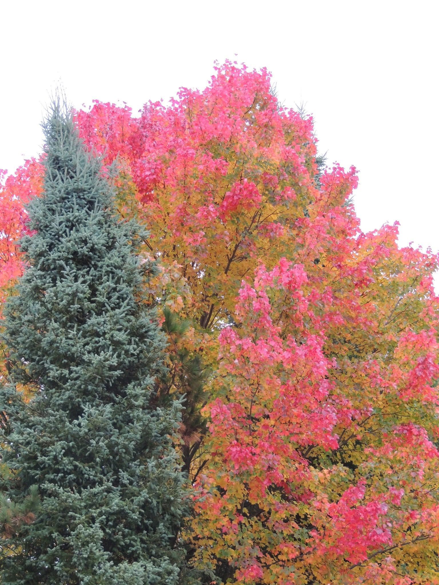 Tall green evergreen beside a vivid pink and orange autumn tree
