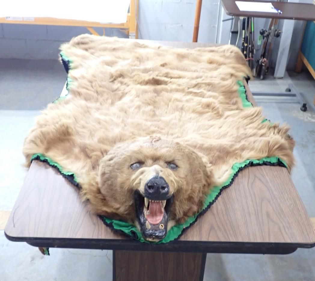 A bear pelt rug draped over a table, with the head mounted at the front, mouth open.