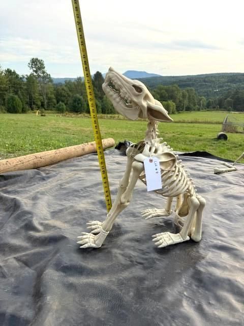 A plastic dog skeleton sits on black tarp. A measuring tape stands next to it in a grassy outdoor setting. Halloween Decor.