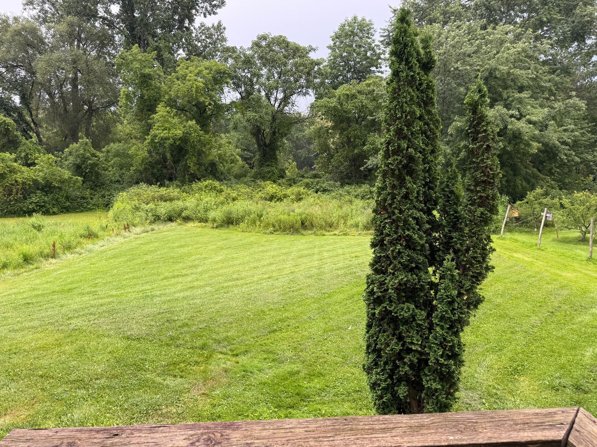 Grassy field with trees and a tall evergreen in the foreground under an overcast sky