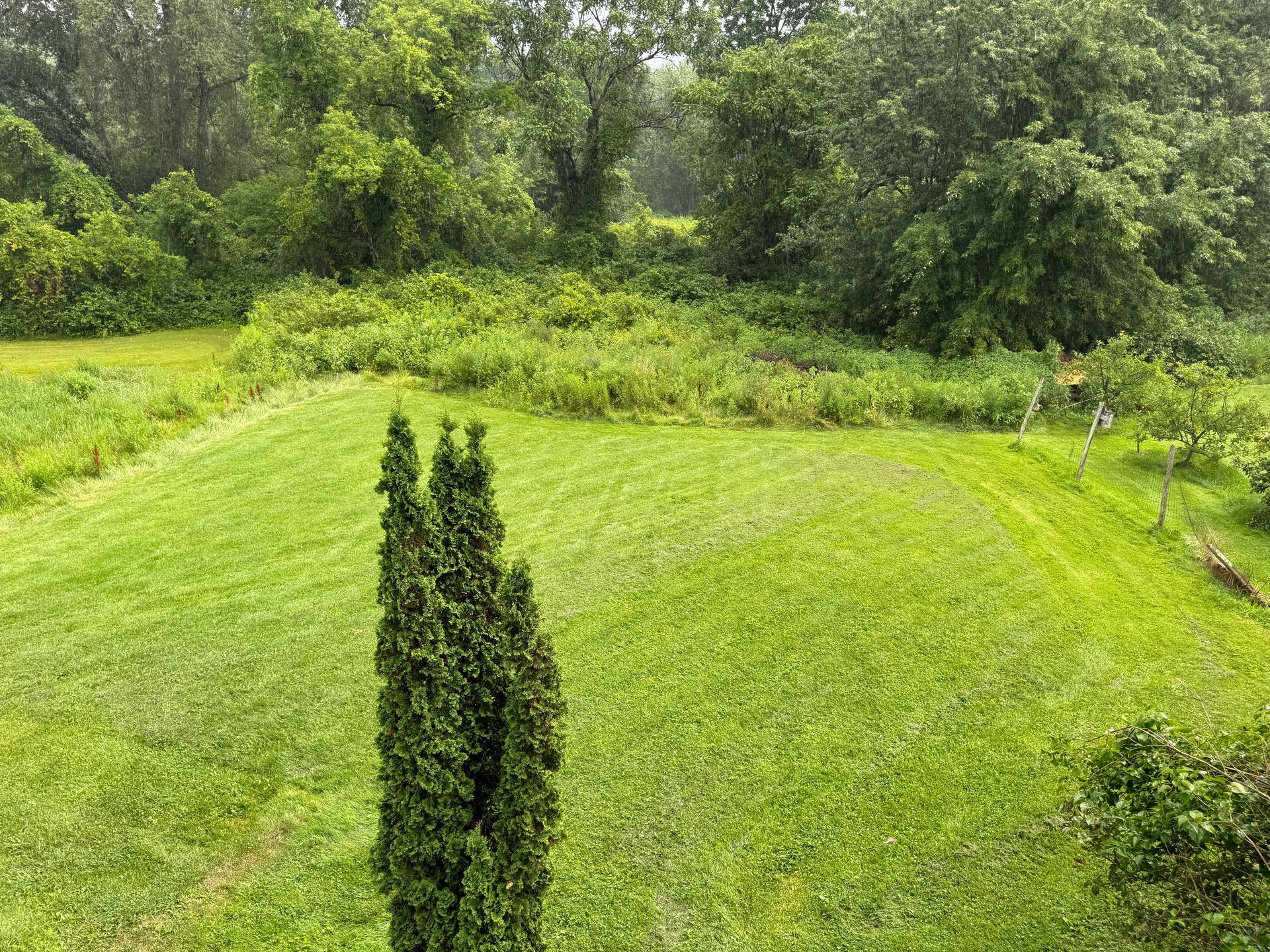 A green lawn bordered by dense trees and shrubs, with two tall narrow evergreens in the foreground.