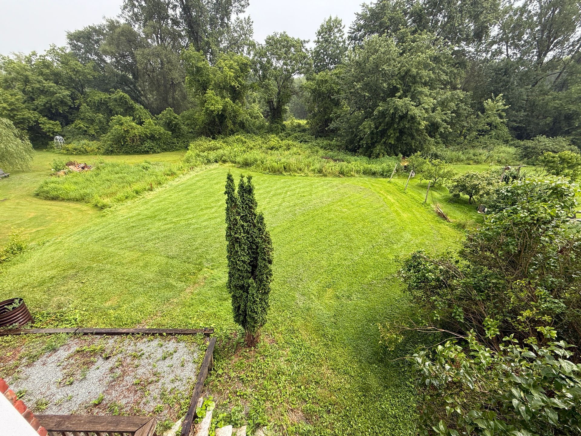 Lush green garden with a tall narrow tree, dense shrubs, and a cloudy sky in the background
