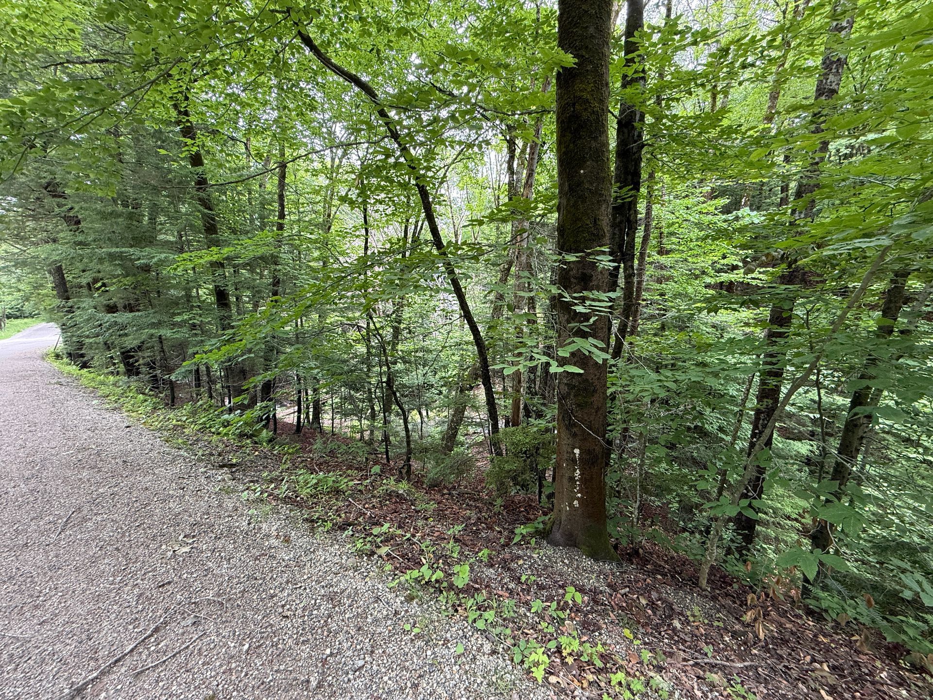 Gravel path curving through a lush green forest with tall trees and dense undergrowth