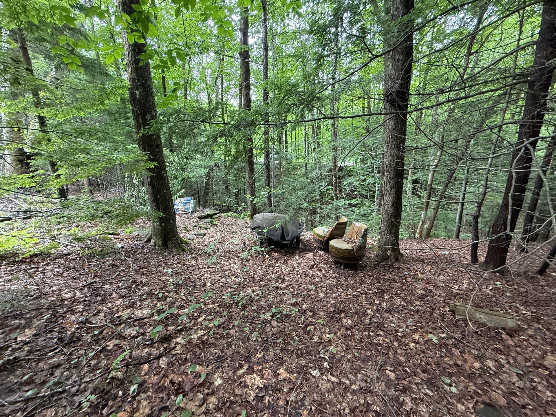 Forest clearing with leaf-covered ground, trees, and a small rock fire ring with logs