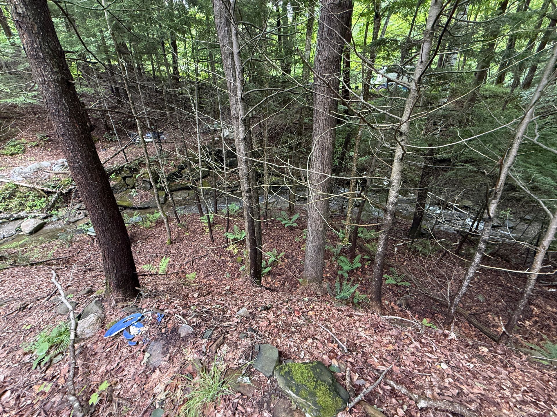 Mossy wooded hillside with thin trees, rocks, and a small blue object on the forest floor