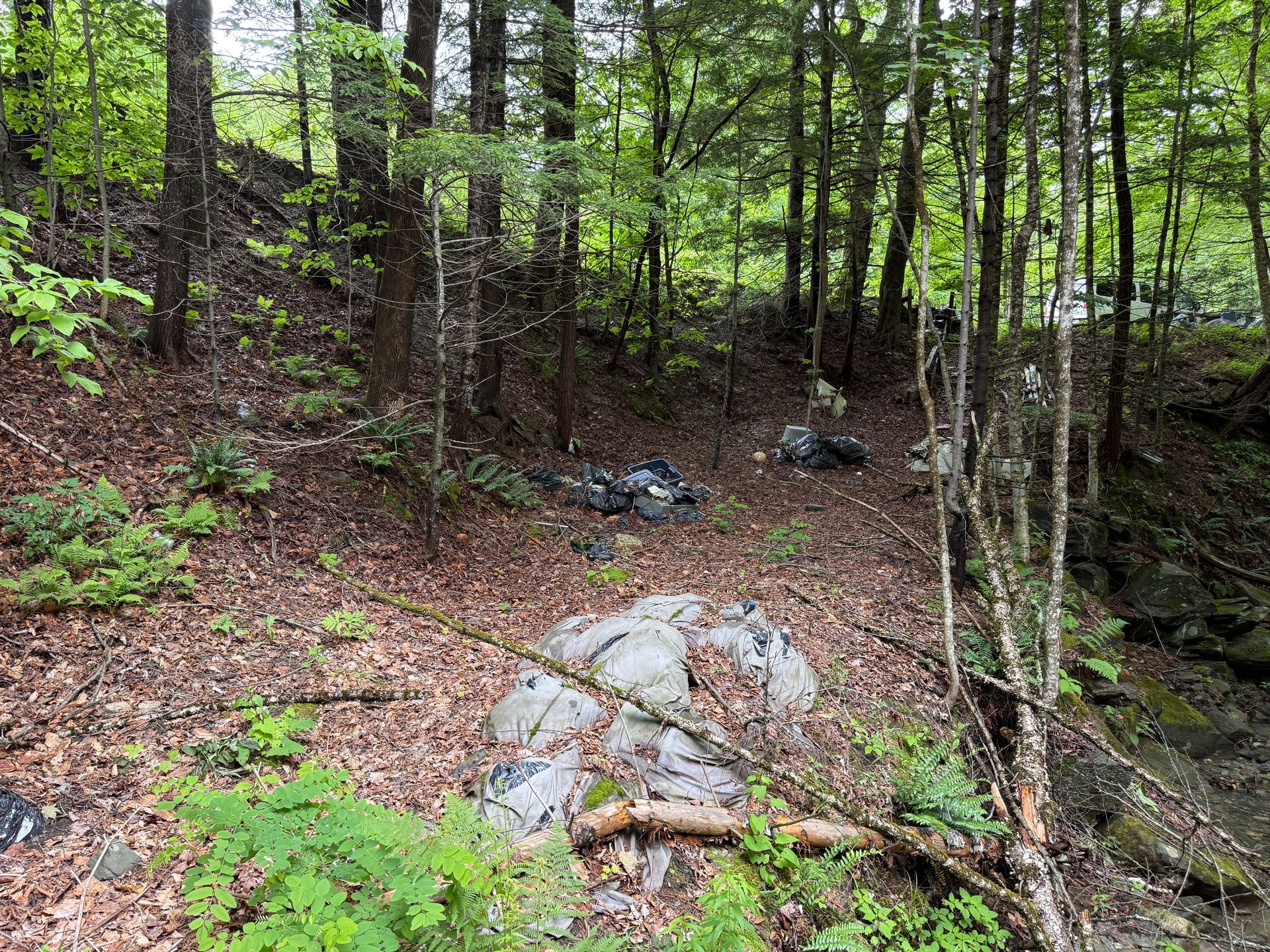Rocky forest trail with green trees and fallen branches on a hillside