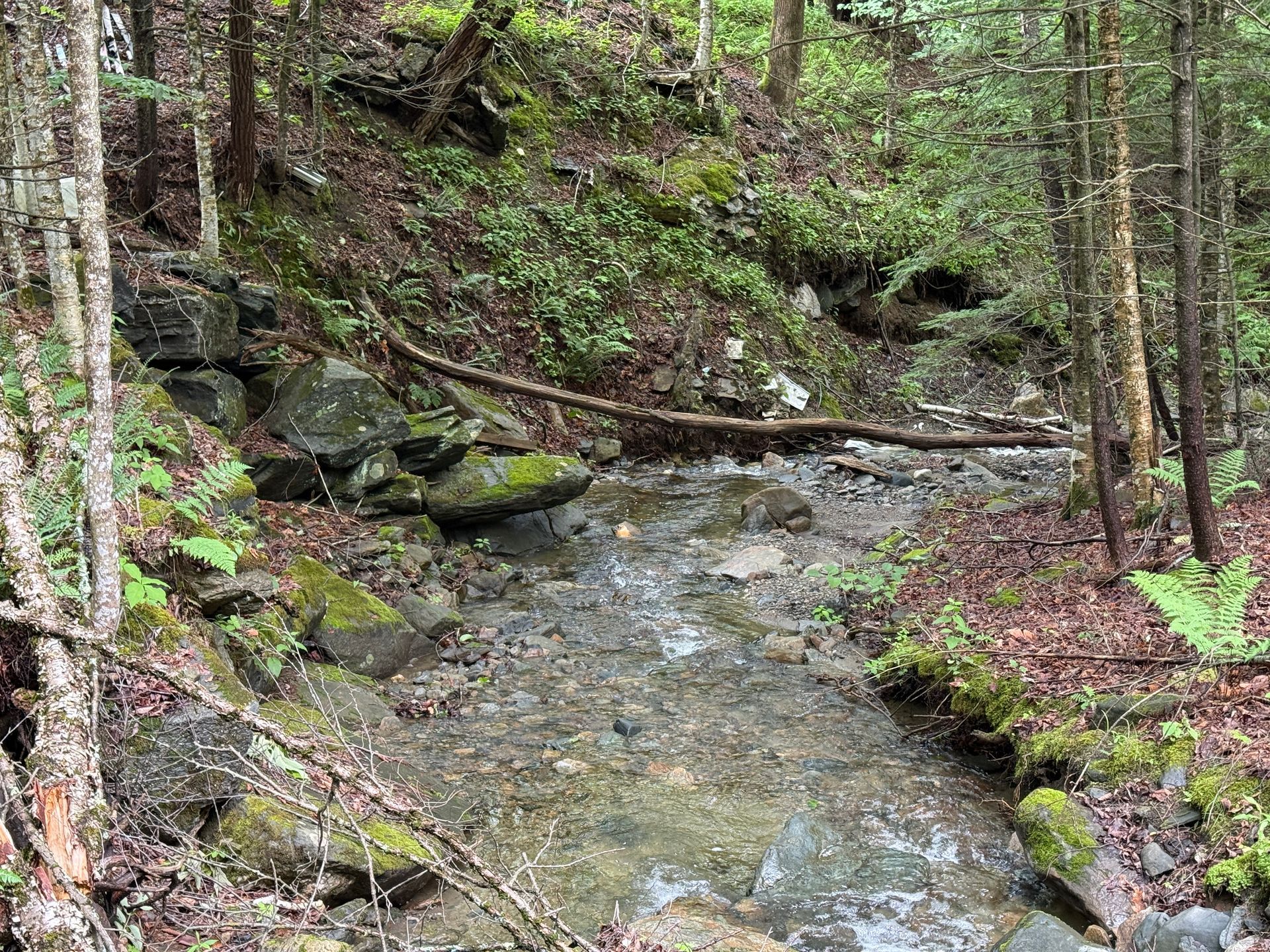 Wooded stream flowing over rocks beside mossy banks and trees