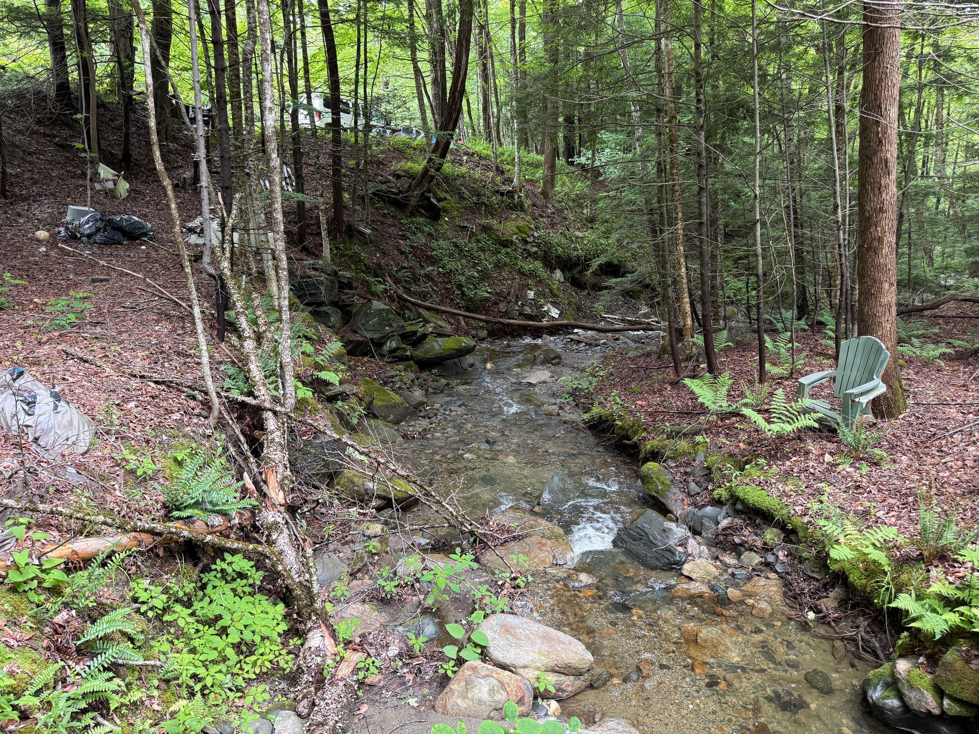 Woodland stream with clear water, mossy rocks, and ferns under tall trees