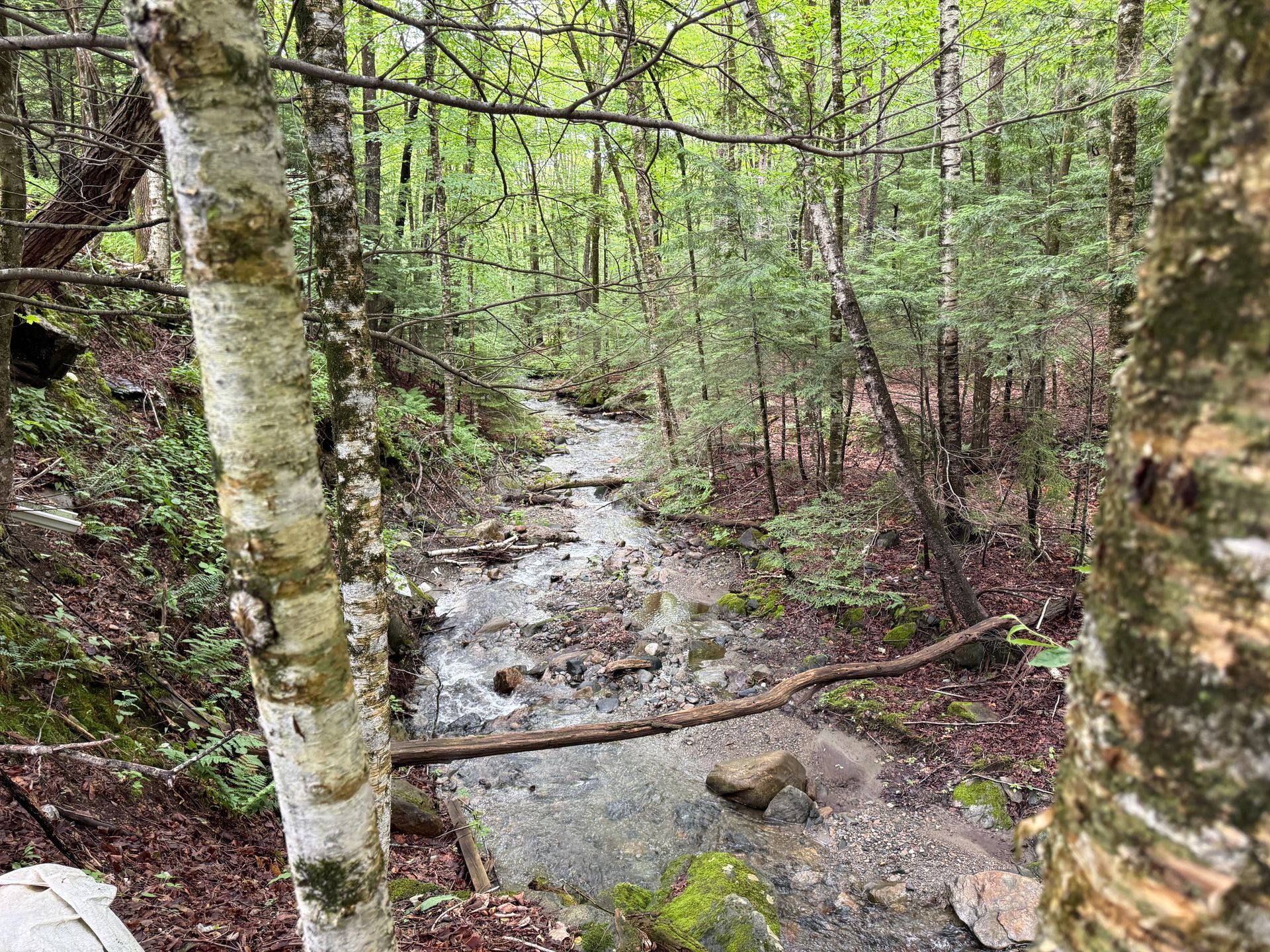 Wooded creek with clear water and fallen branches in a lush green forest