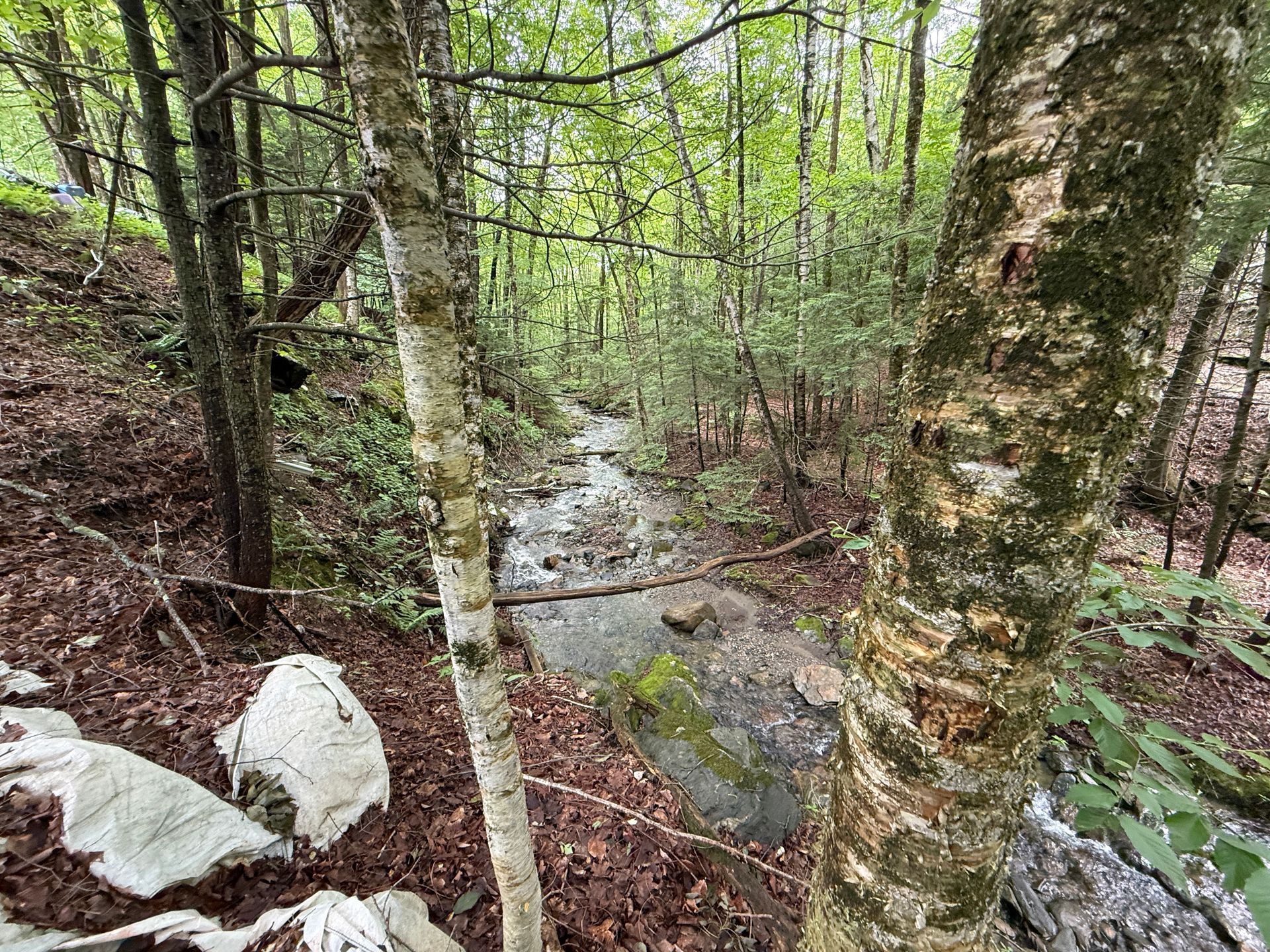 Forest stream with rocks and mossy trees in a green wooded ravine