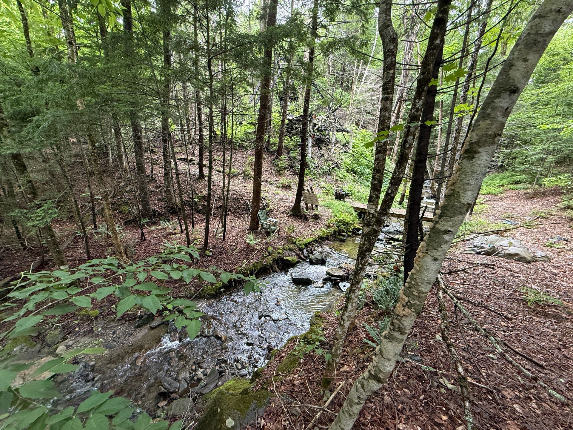 Wooded forest with a small stream flowing through leaf-covered ground and trees.