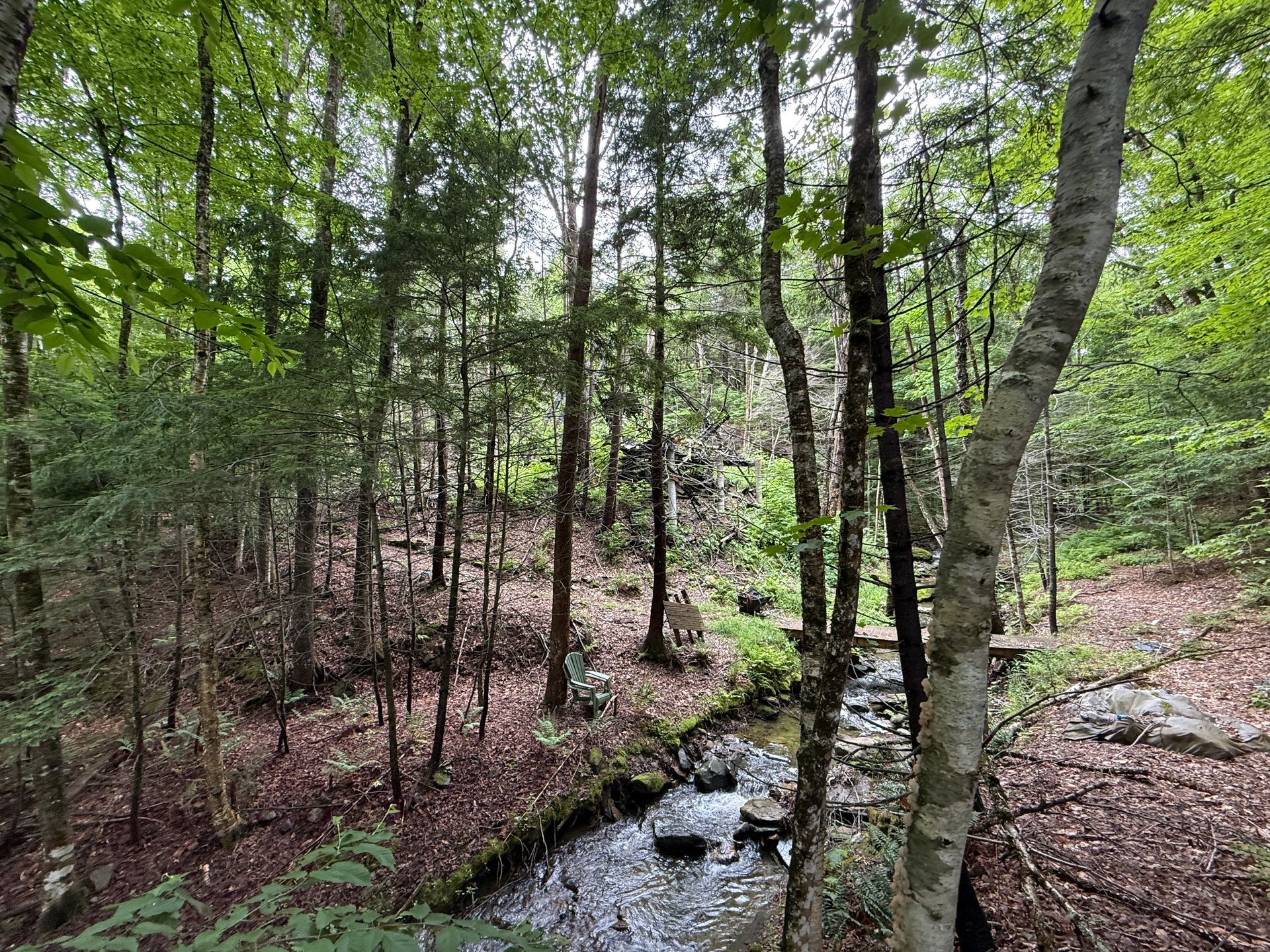 Wooded stream with rocks and tall green trees in a quiet forest clearing