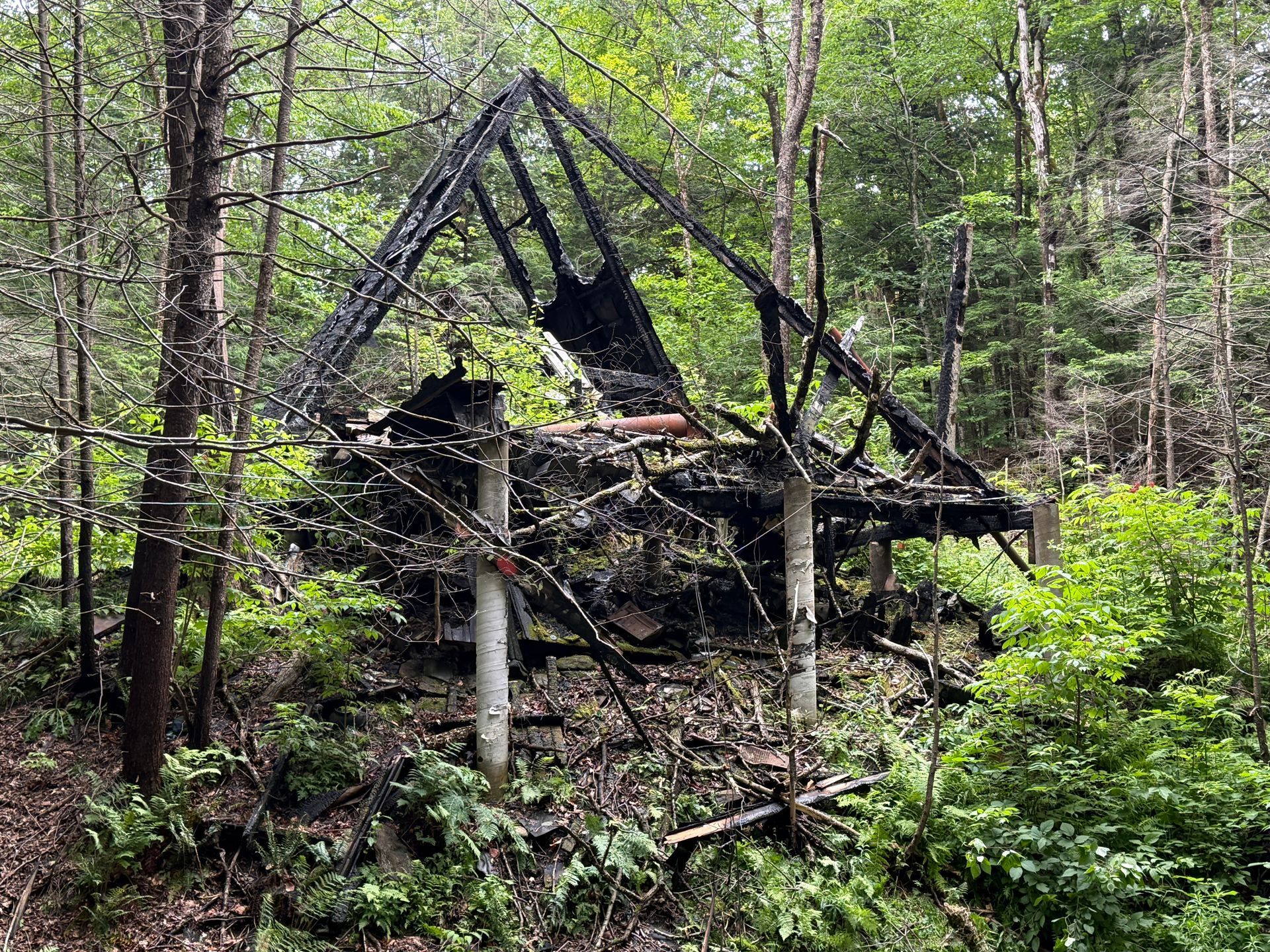 Collapsed wooden cabin in a dense green forest, with a leaning roof