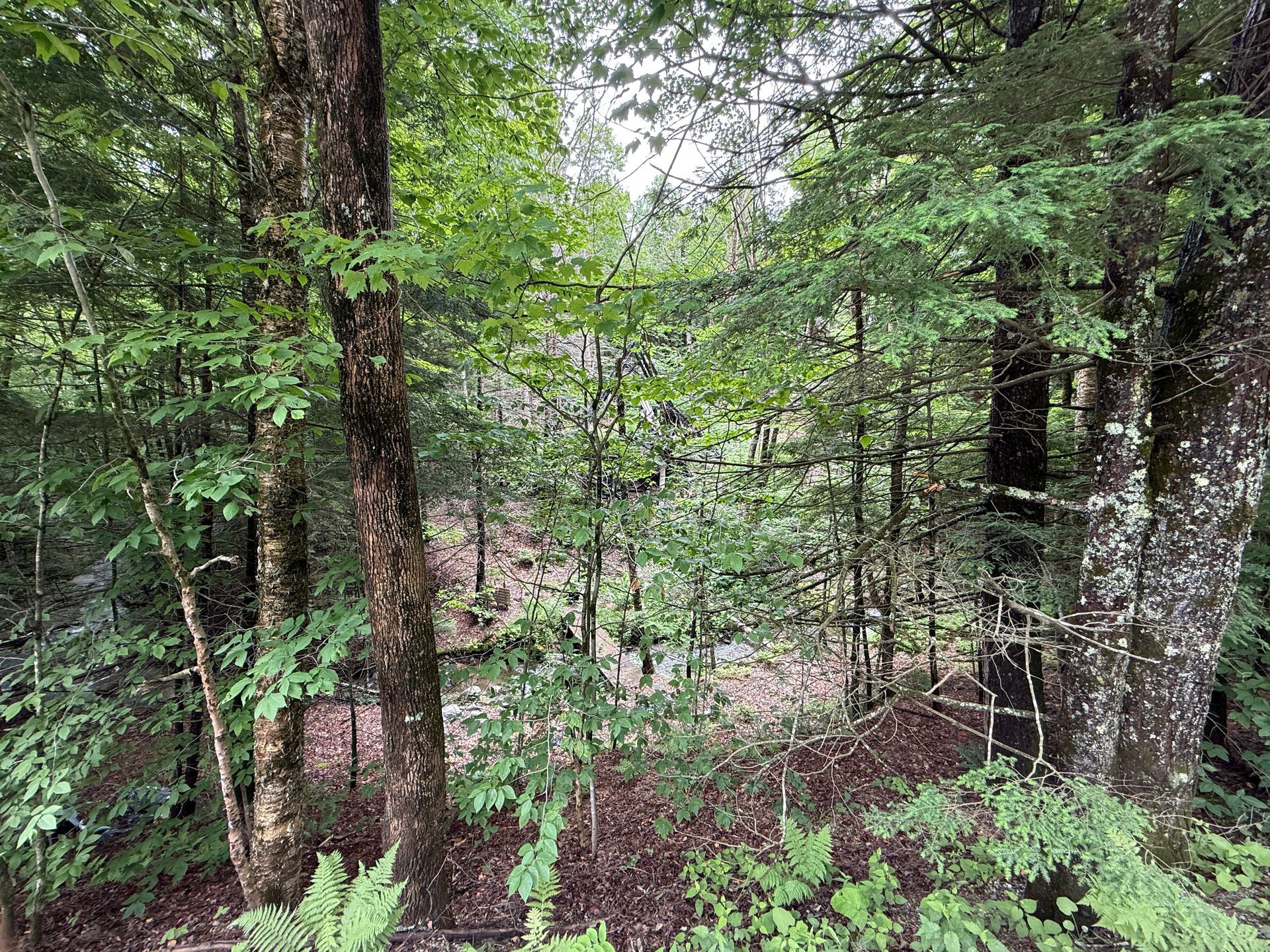 Dense green forest with tall trees and leafy undergrowth on a misty hillside