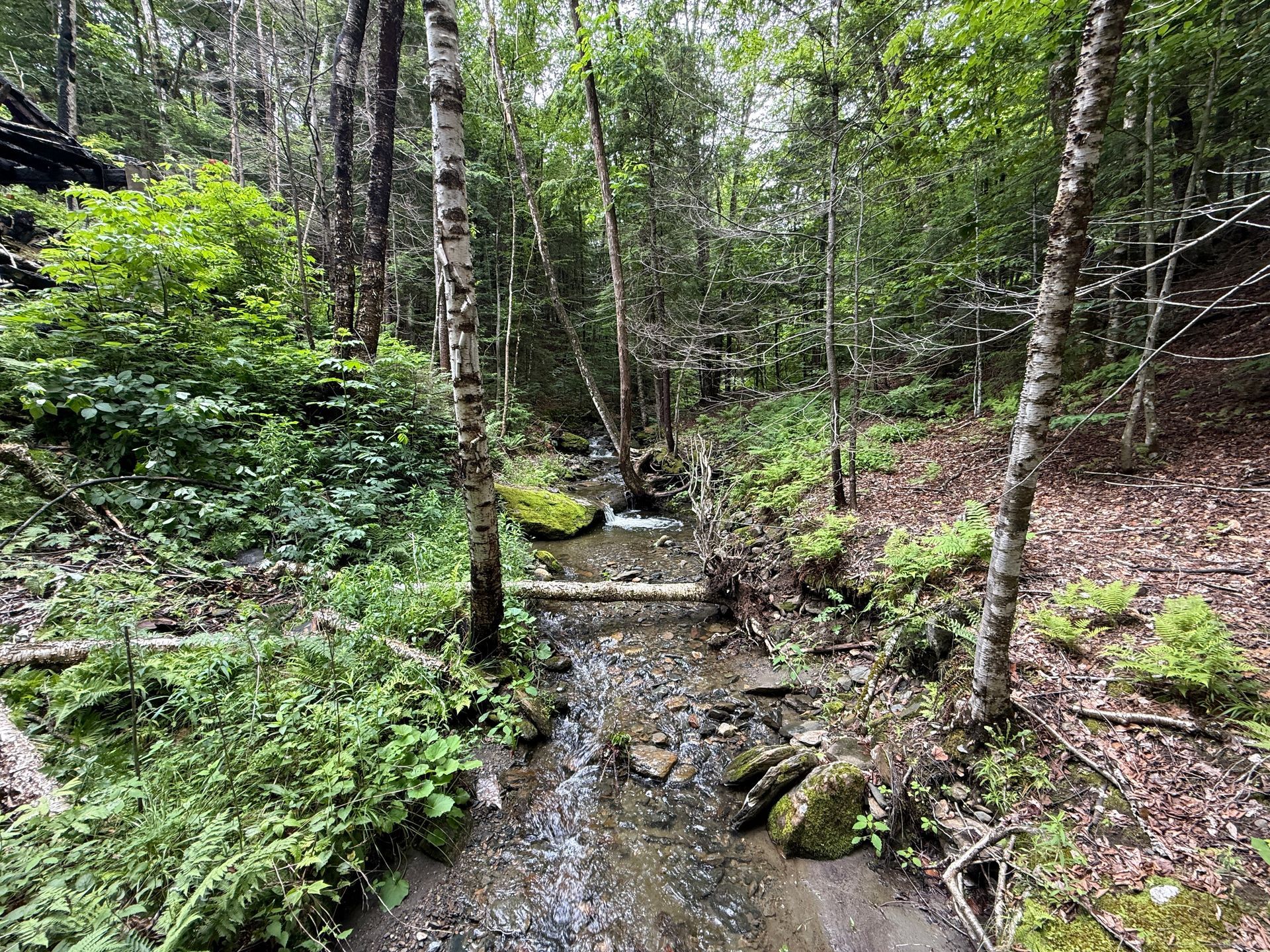 Narrow forest stream with mossy rocks and tall green trees along the banks