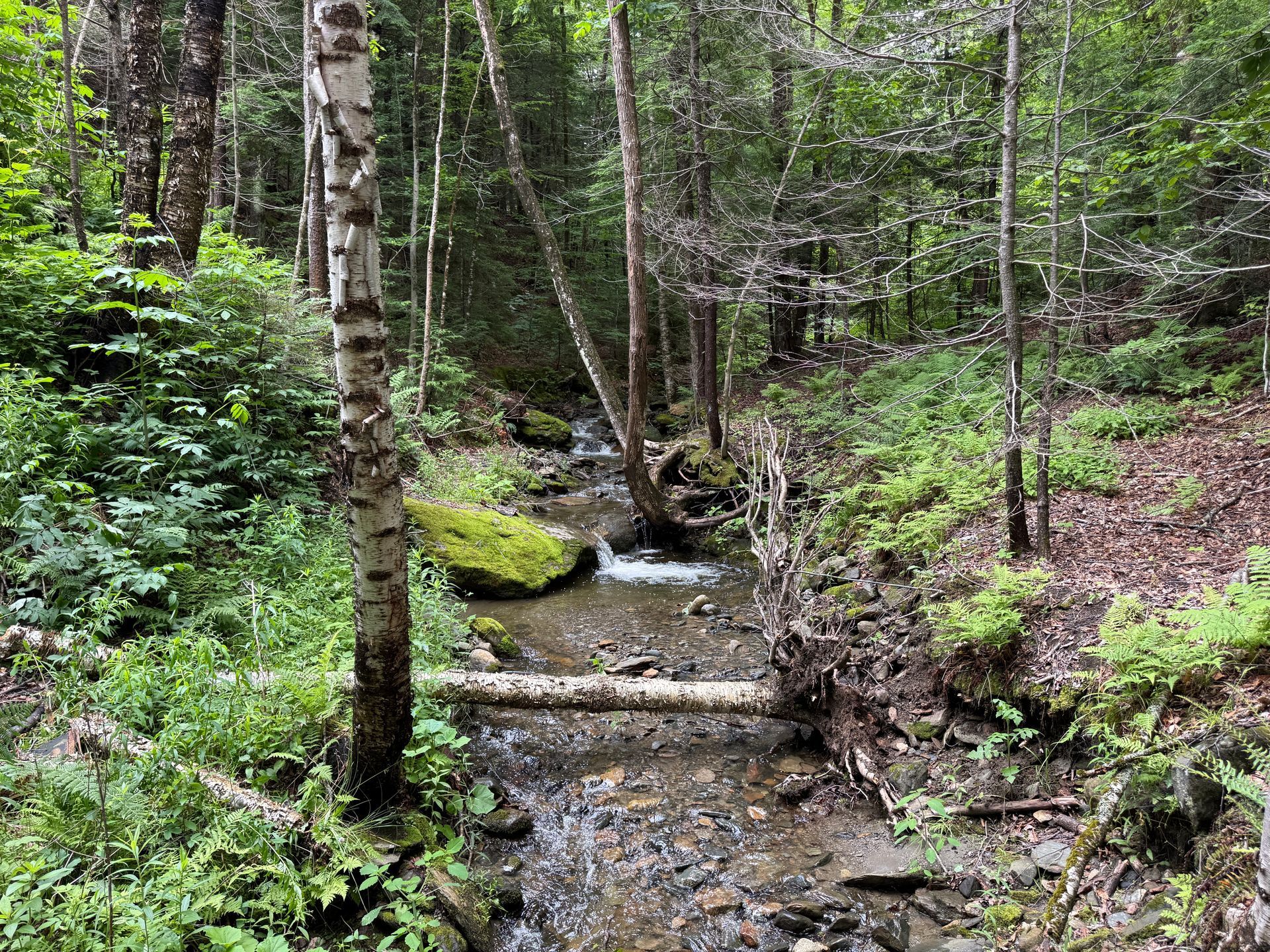 Forest stream with a small waterfall and mossy log crossing, surrounded by green trees and rocks