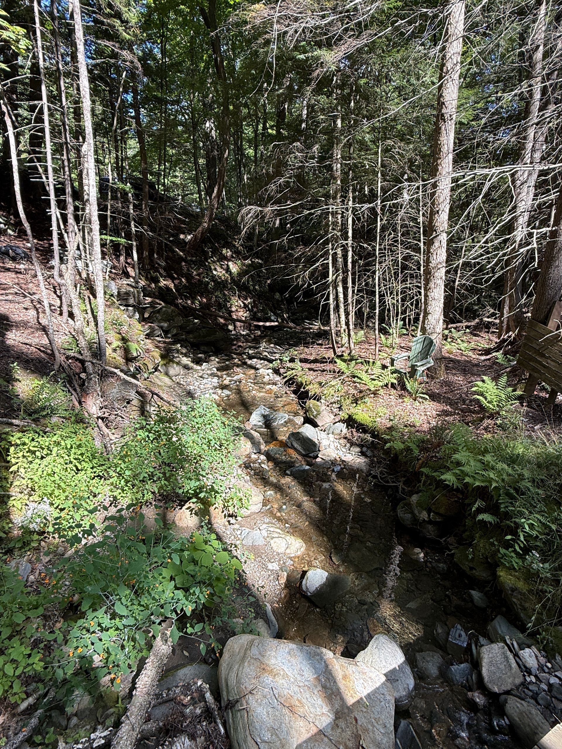 Wooded creek with rocky stream and sunlight filtering through tall trees