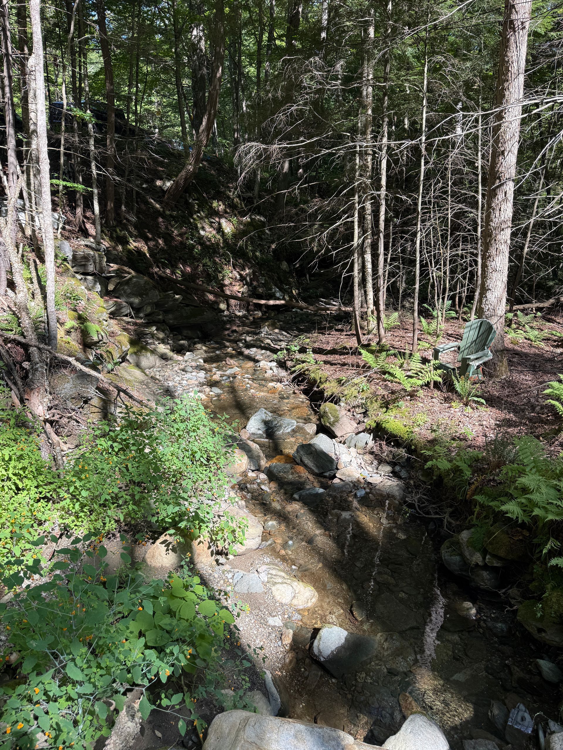 Wooded stream with rocks and sunlight filtering through tall trees