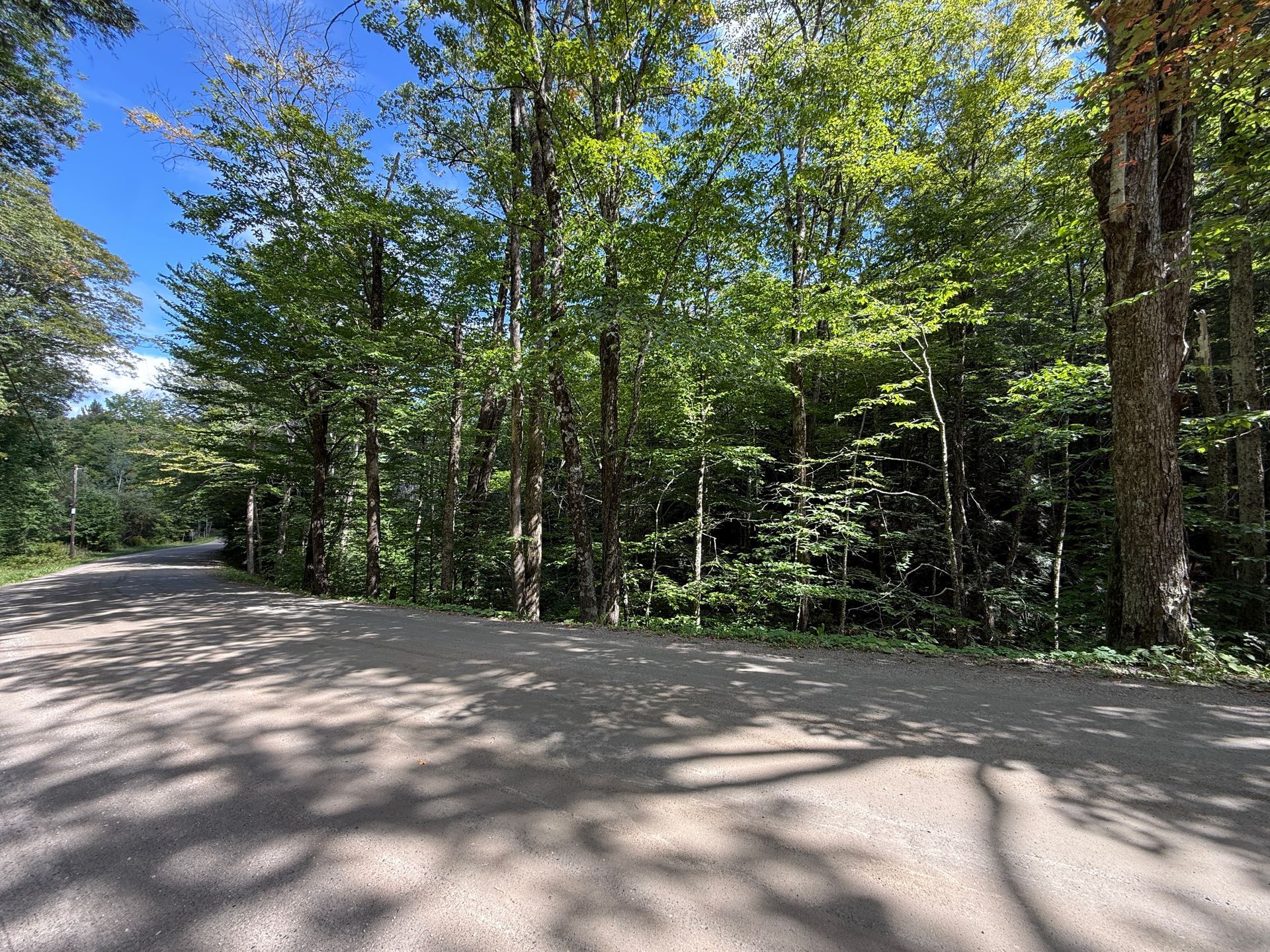 Quiet wooded roadside with a sunny dirt path and green trees under a blue sky