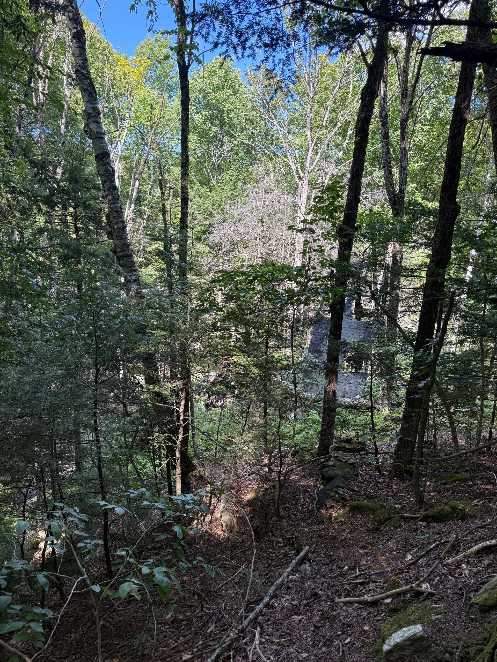 Wooded hillside with tall trees, dappled sunlight
