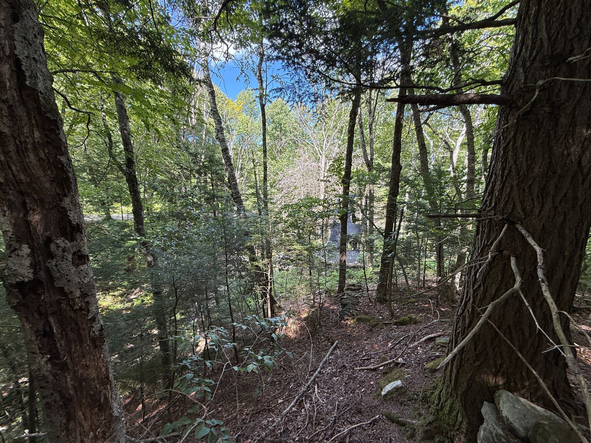 Wooded trail with dense green trees and sunlight filtering through the leaves