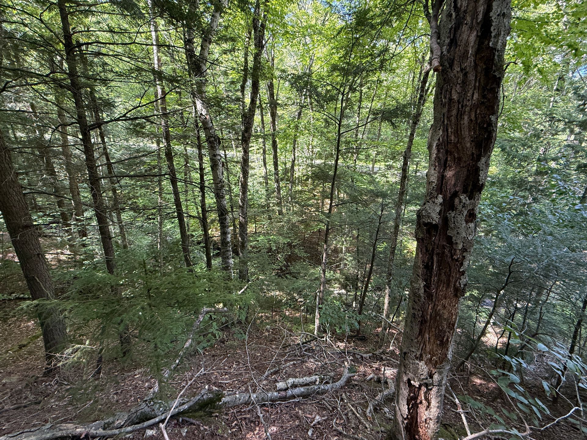 Dense green forest with tall trees and fallen branches on a sloping hillside