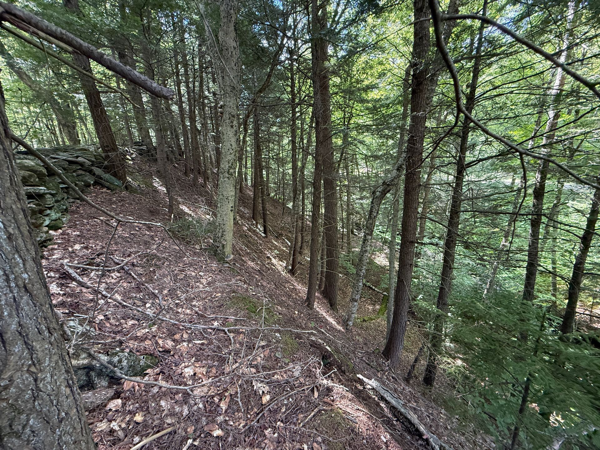 Wooded hillside trail with steep leaf-covered slope and dense green trees