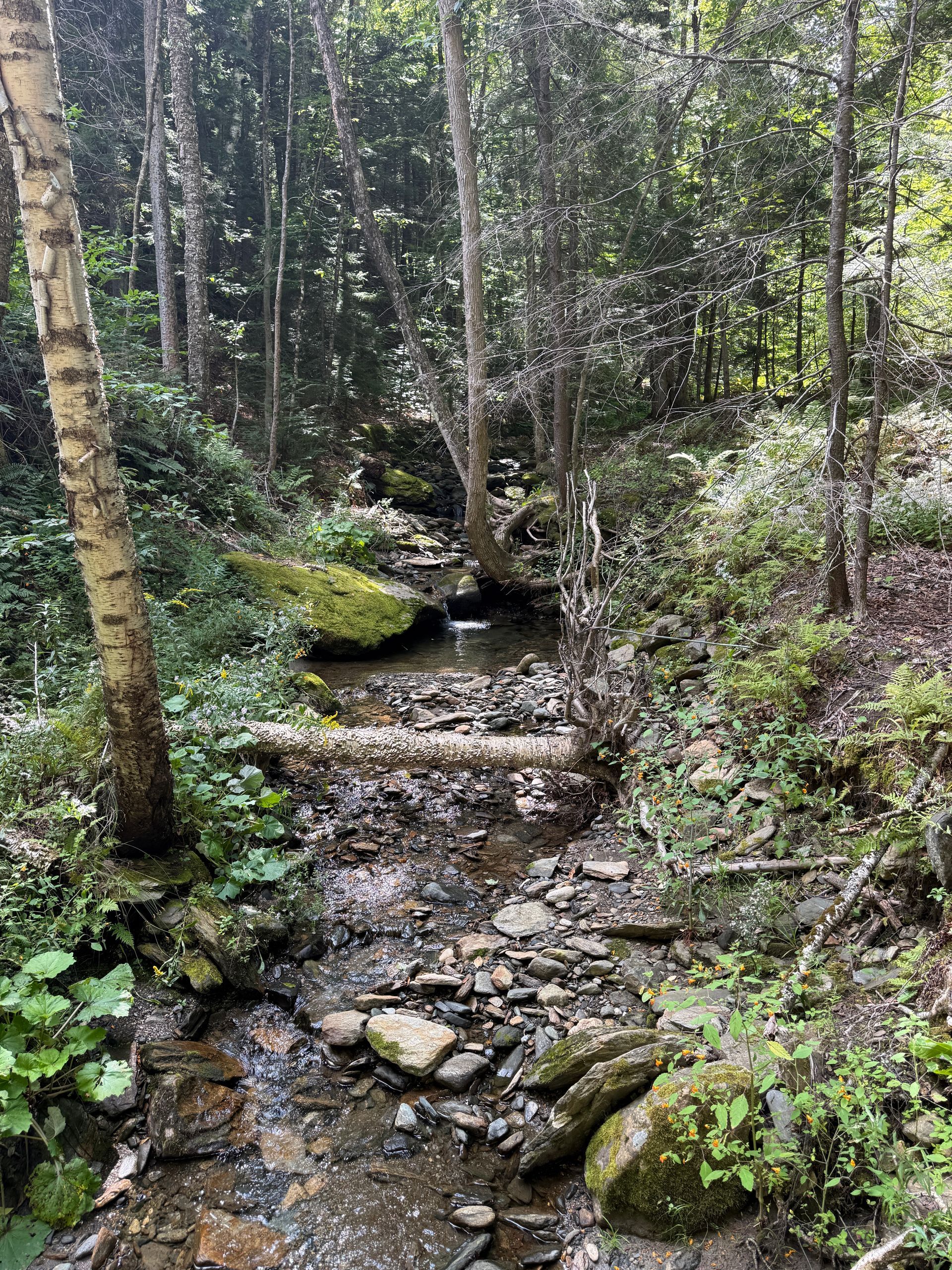 Forest stream with clear water flowing over rocks among mossy trees