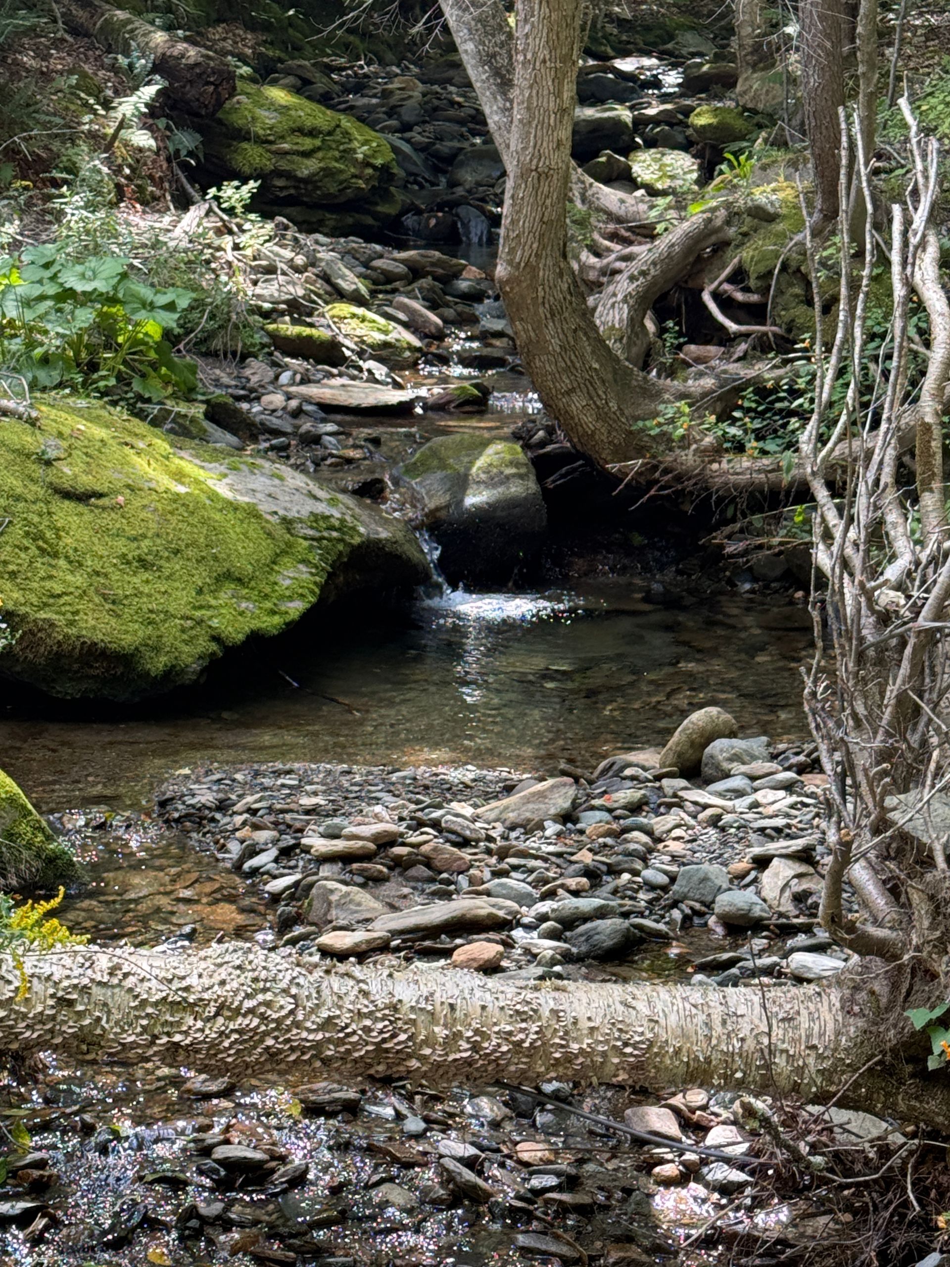 Rocky forest stream with mossy boulders and tree roots, water trickling over stones