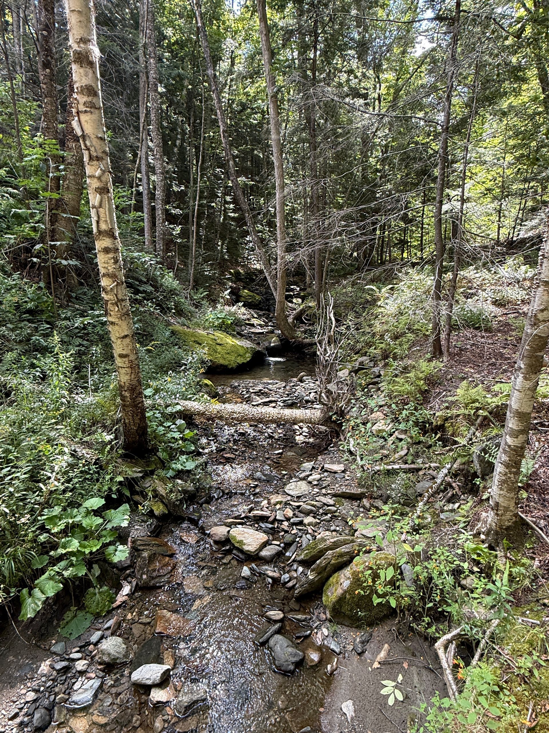 Narrow rocky stream winding through a dense green forest with tall trees and ferns