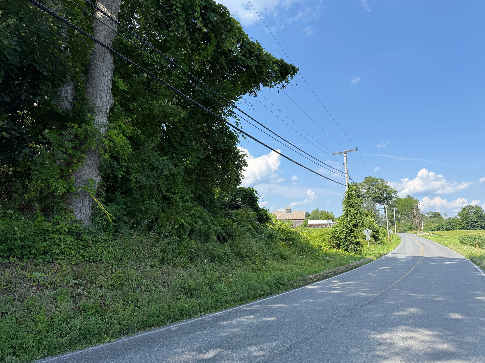 Quiet rural road curving past dense green trees and power lines under a bright blue sky
